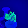 "Marina, Moonstone, Telemagenta, Lucy, Blue Phoenix" Pwhippler for Puffco Pivot by Lennon Glass