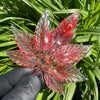 Cannabis Leaf Pendant  by Xen Glass